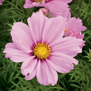 Kosmos Sensation Pinkie nasiona 1g