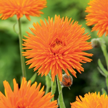 Nagietek Radio nasiona 2g