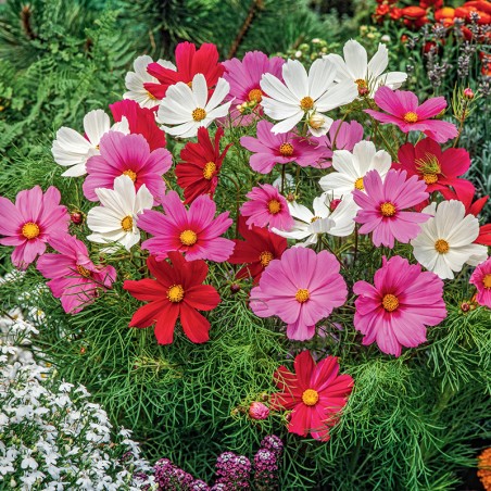 Kosmos Vega mieszanka nasiona 1g