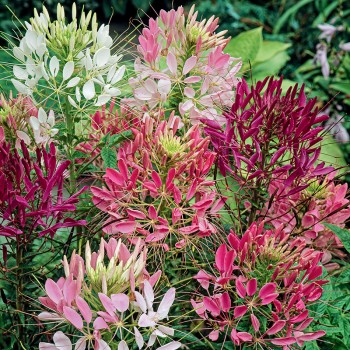 Kleoma ciernista nasiona 0,5g