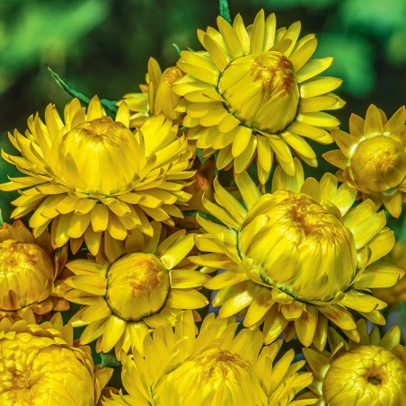 Kocanka żółta nasiona 0,5g