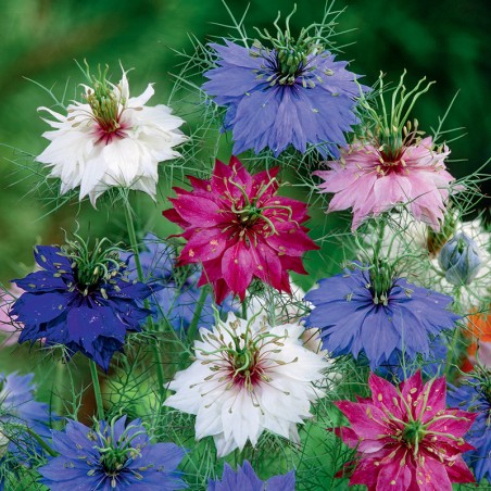 Czarnuszka damasceńska mieszanka nasiona 2g