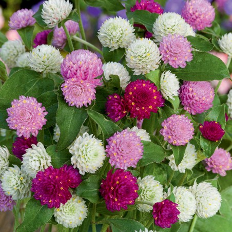 Gomfrena mieszanka nasiona 0,3g