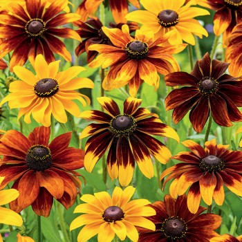 Rudbekia dwubarwna mieszanka nasiona 1g