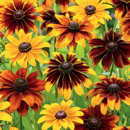 Rudbekia dwubarwna mieszanka nasiona 1g