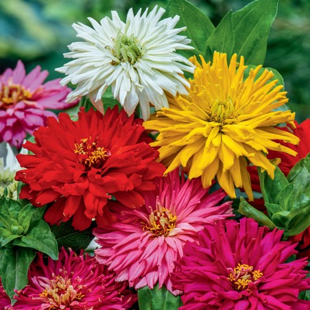 Cynia chryzantemowa mieszanka nasiona 1g