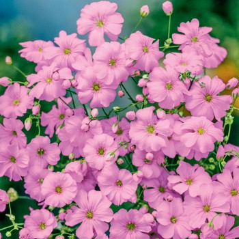 Gipsówka jednoroczna różowa	nasiona 1g