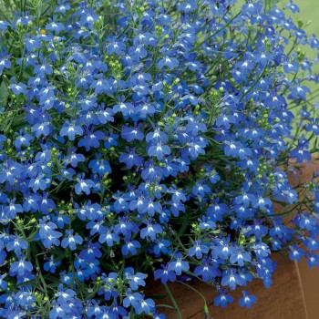 Lobelia przylądkowa Blue Carpet nasiona 0,2g
