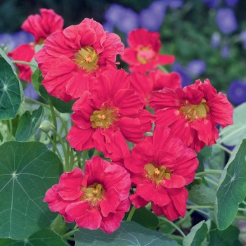 Nasturcja karłowa Cherry Rose nasiona 2g