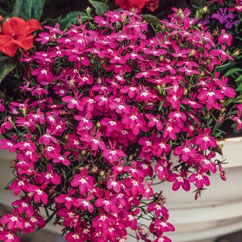 Lobelia zwisająca karminowa nasiona 0,1g