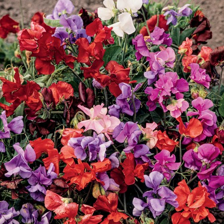 Groszek pachnący karłowy Bijou nasiona 3g