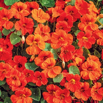 Nasturcja karłowa Tip Top Scarlet nasiona 2g