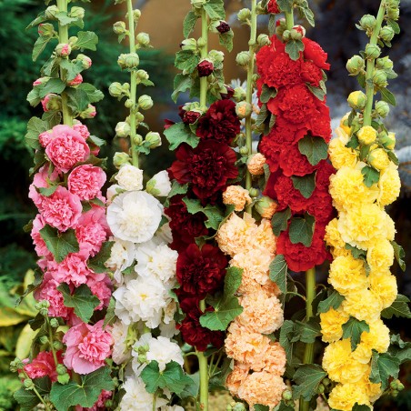 Malwa pełna mieszanka nasiona 0,5g