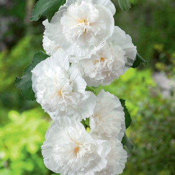 Malwa pełna biała nasiona 0,5g