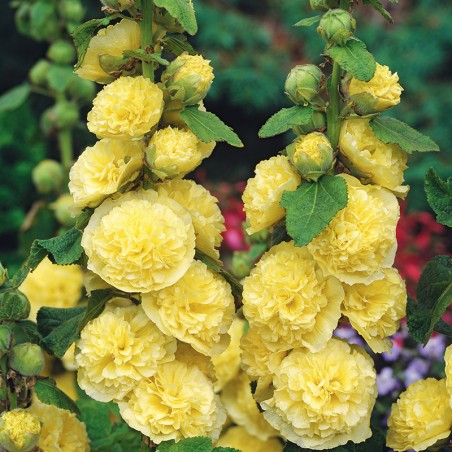 Malwa pełna żółta nasiona 0,5g