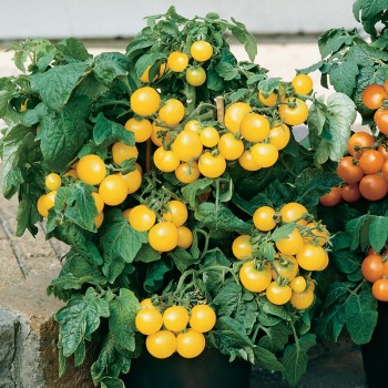 Pomidor balkonowy Aztek nasiona 0,1g