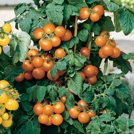 Pomidor balkonowy Venus nasiona 0,1g