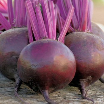 Burak Okrągły Ciemnoczerwony nasiona 10g