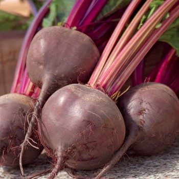 Burak Nochowski nasiona 10g