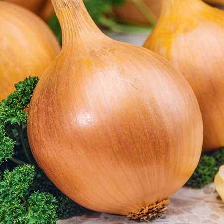 Cebula Bila nasiona 1g