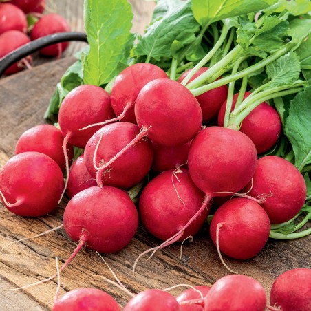 Rzodkiewka Krasa nasiona 5g