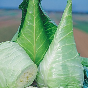 Kapusta Cuor di Bue Grosso nasiona 1g