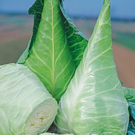 Kapusta Cuor di Bue Grosso nasiona 1g