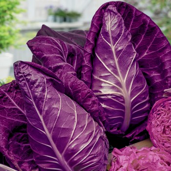 Kapusta czerwona Kalibos nasiona 0,5g