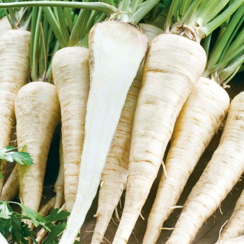 Pietruszka Eagle nasiona 0,5g