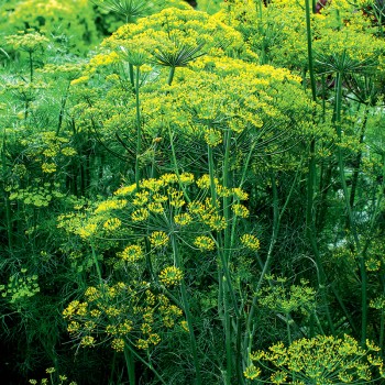 Koper Bouquet nasiona 3g