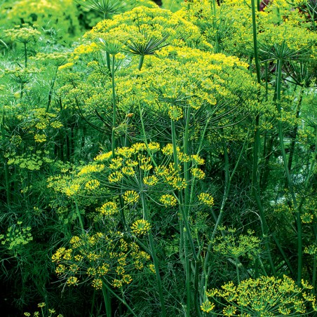 Koper Bouquet nasiona 3g