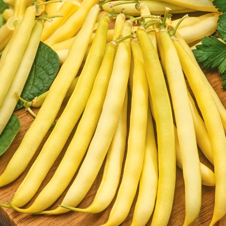 Fasola Maxidor nasiona 20g