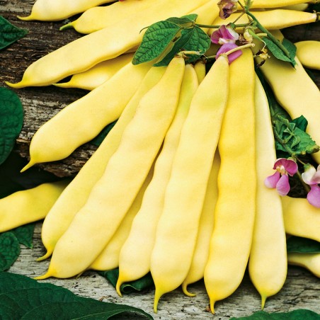 Fasola Tytania nasiona 20g