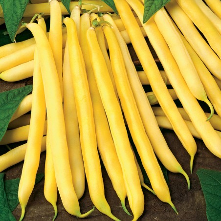 Fasola Sonesta nasiona 20g