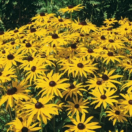 Rudbekia błyskotliwa Goldsturm 0,5g