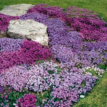 Żagwin ogrodowy mieszanka nasiona 0,3g