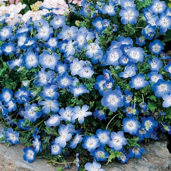 Porcelanka Menziesa niebieska nasiona 0,5g