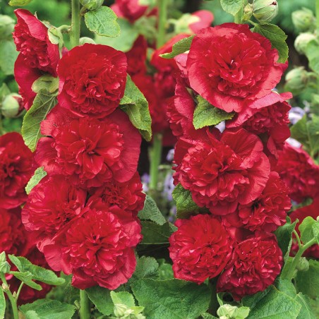 Malwa pełna czerwona nasiona 0,5g