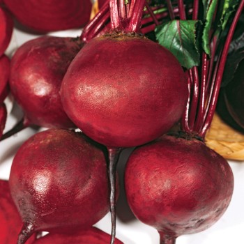 Burak Borus nasiona 10 g