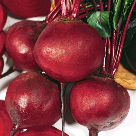 Burak Borus nasiona 10 g