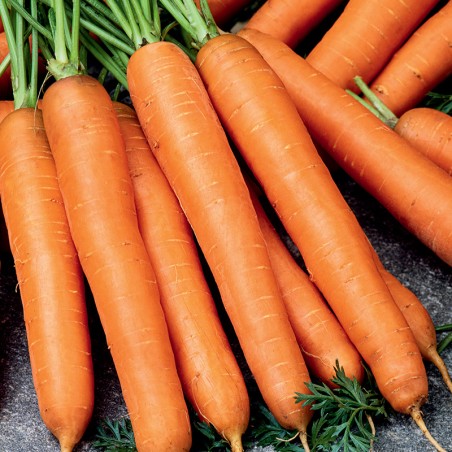 Marchew Marquette nasiona 1g