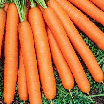 Marchew Jarana F1nasiona 1g