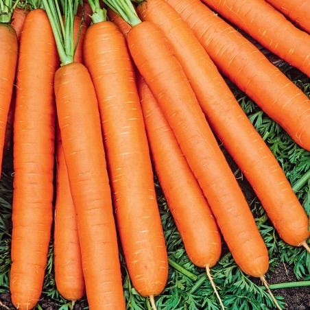 Marchew Jarana F1nasiona 1g