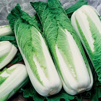 Kapusta pekińska Granaat nasiona 0,5g