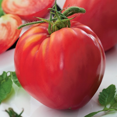 Pomidor Malinowy Rodeo nasiona 0,20g