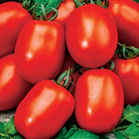 Pomidor Awizo F1