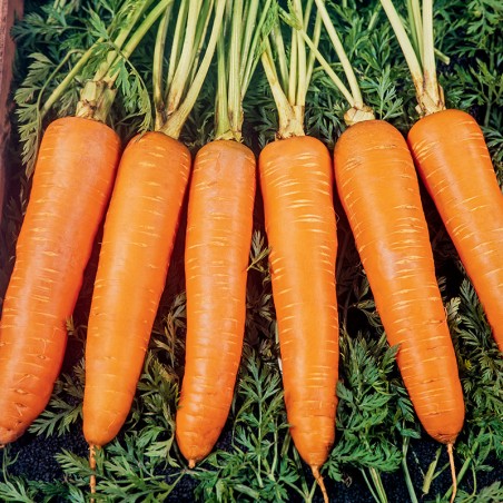 Marchew Jagna nasiona 2g