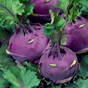 Kalarepa Delikatess Blauer nasiona 1g