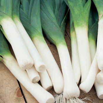 Por Bluegreen Winter nasiona 1g