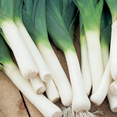 Por Bluegreen Winter nasiona 1g